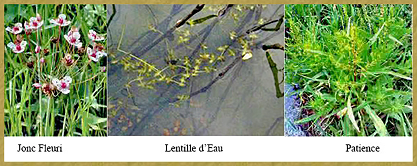 Jonc – Lentille - Patience- Histoire de Glénac Scripe